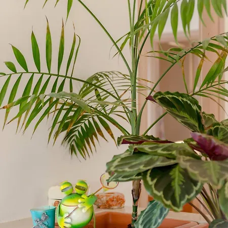 Villa Rustic Florice With A Pool Lecevica